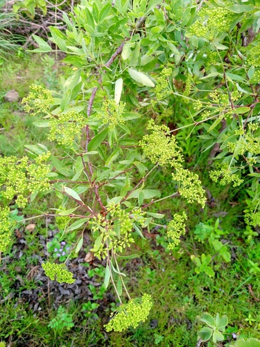 parsleytree