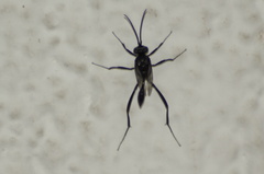 Evania appendigaster
