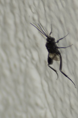 Evania appendigaster