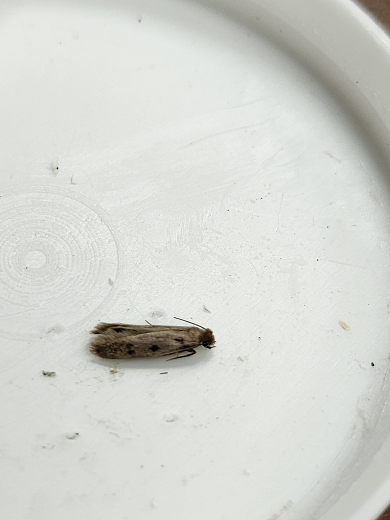 fungus-moths-clothes-moths-allies-from-davie-fl-33317-usa-on
