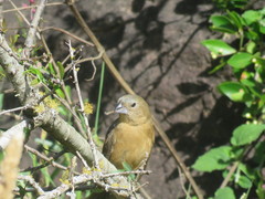 Cyanoloxia glaucocaerulea