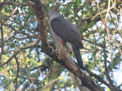 Accipiter bicolor