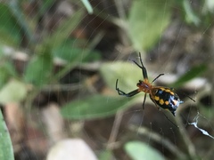 Micrathena funebris