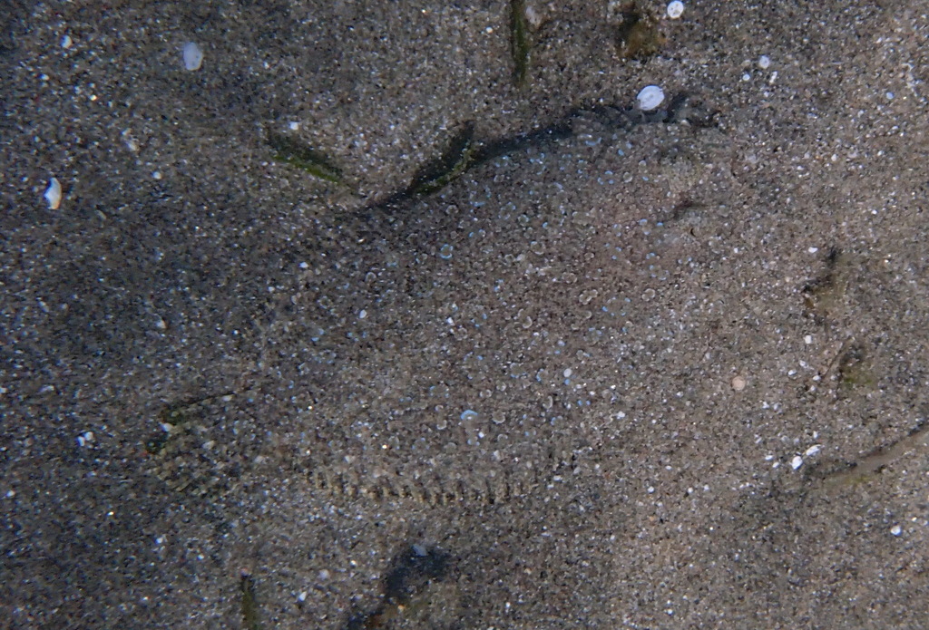 Leopard flounder