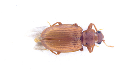 Enicmus testaceus
