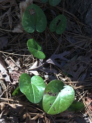 Hexastylis virginica