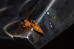 Synoeca virginea