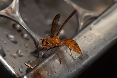 Synoeca virginea