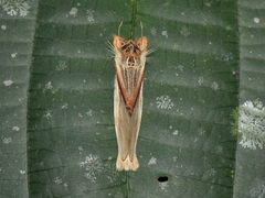 Trichomaplata vittata