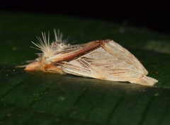 Trichomaplata vittata