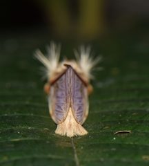 Trichomaplata vittata