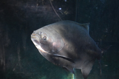 Colossoma macropomum