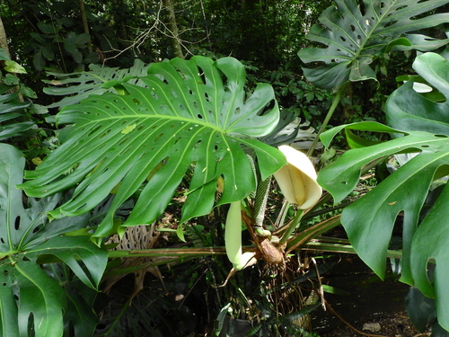 Monstera deliciosa