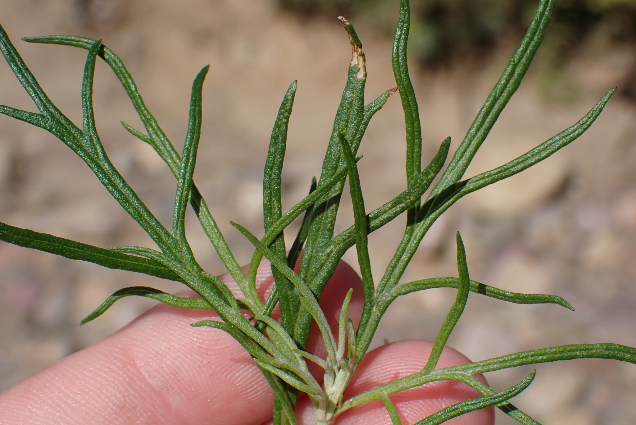 Artemisia palmeri