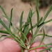Artemisia palmeri - Photo (c) nathantay,  זכויות יוצרים חלקיות (CC BY-NC)