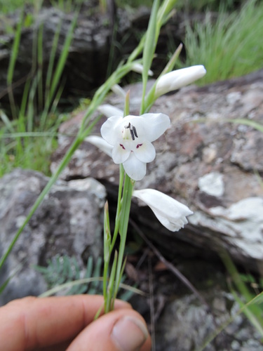 Gladiolus virgineus