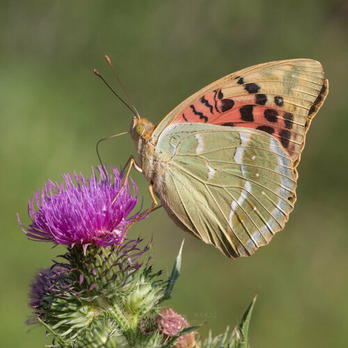 Cardinal Butterfly