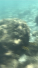 Haemulon flavolineatum