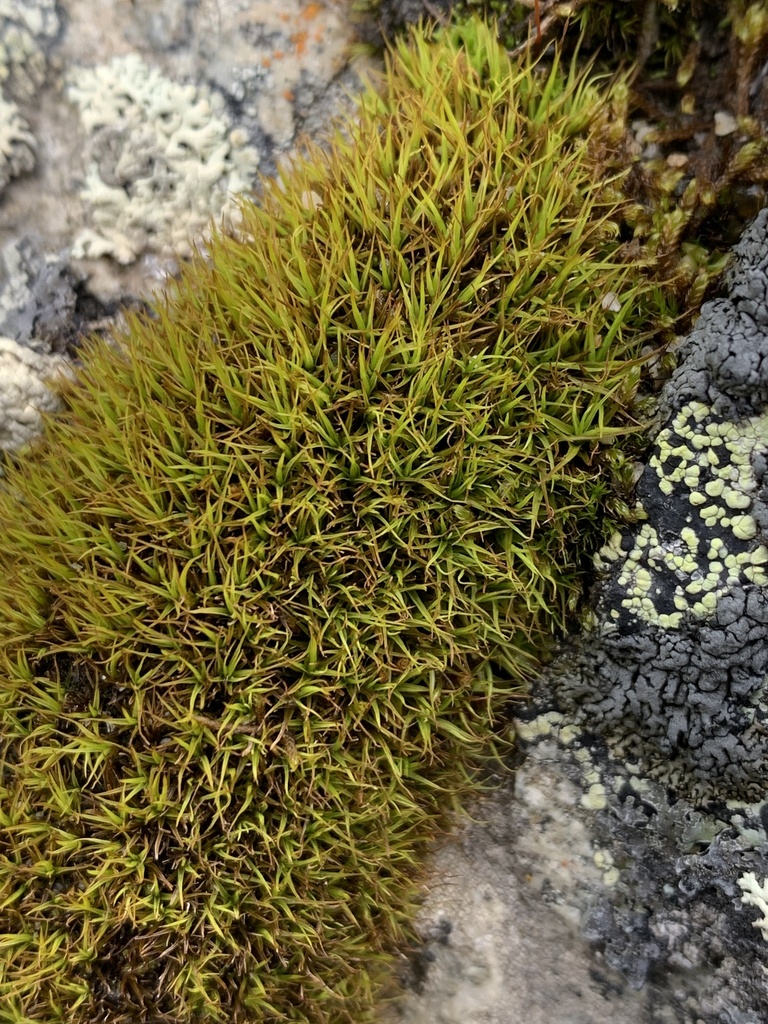 Tortella fragilis (Tortella fragilis)