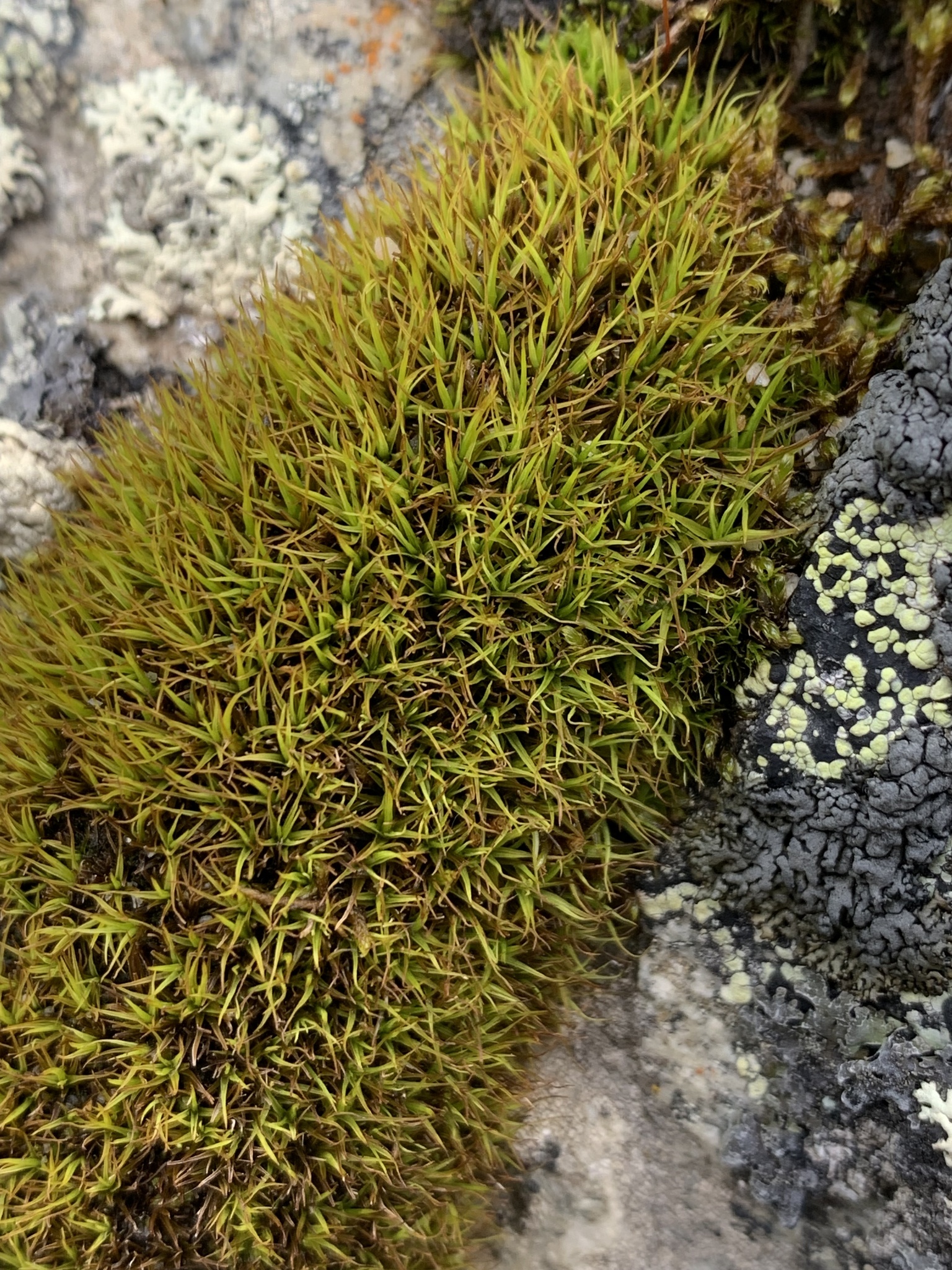 Tortella fragilis