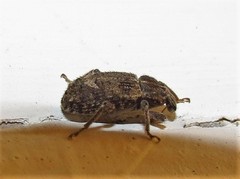 Listroderes difficilis