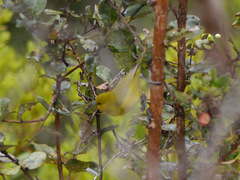 Chlorodrepanis virens
