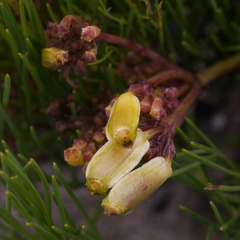 Nanobubon strictum