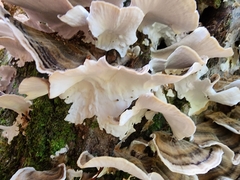 Trametes versicolor image