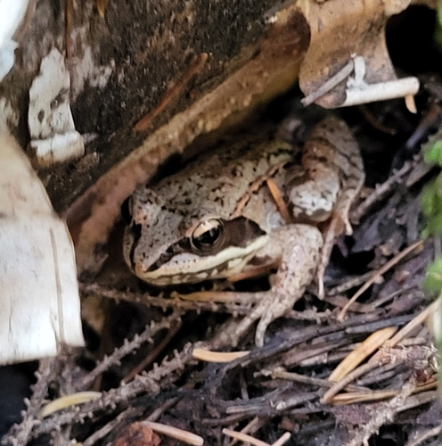 Lithobates sylvaticus image