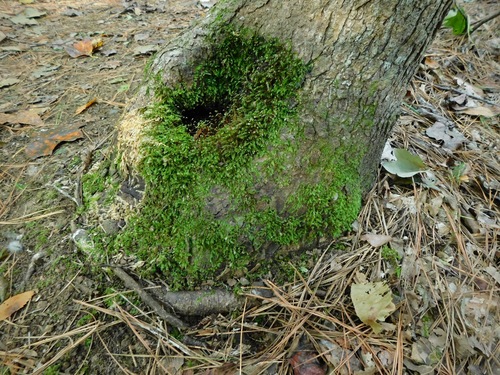 Image of Brotherella recurvans by (c) Michael J. Papay, some rights reserved (CC BY)