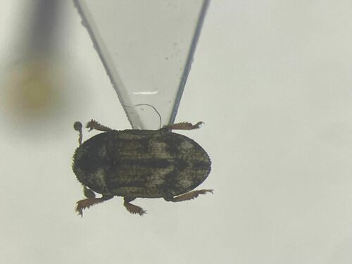 Hylesinus criddlei