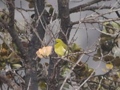 Chlorodrepanis virens