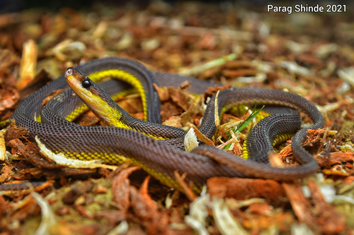 Lushai Hills Dragon Snake