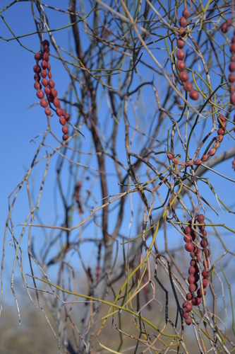 Mesquite (Neltuma argentina)