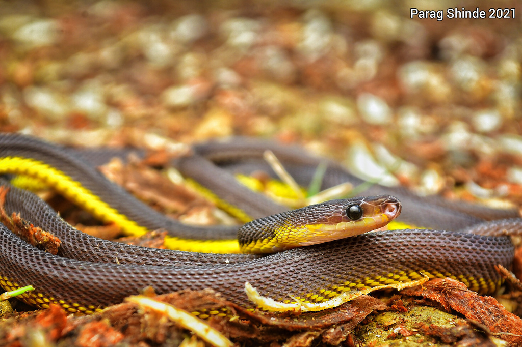 Lushai Hills Dragon Snake