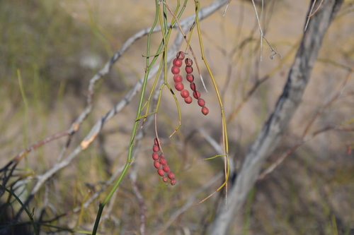 Image of Neltuma argentina by (c) Nahuel Di Marco, some rights reserved (CC BY)