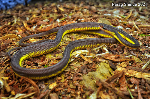 Lushai Hills Dragon Snake