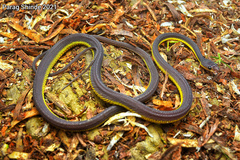 Lushai Hills Dragon Snake photo 2