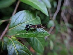 Leptoglossus conspersus