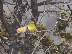 Chlorodrepanis virens