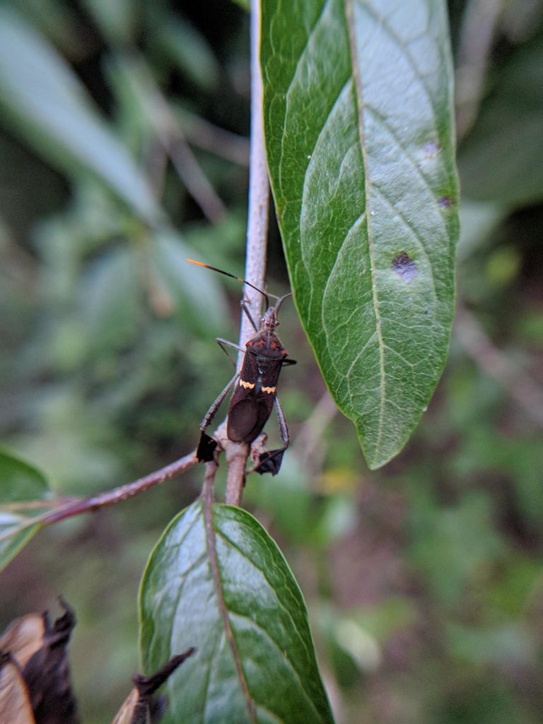 Leptoglossus conspersus
