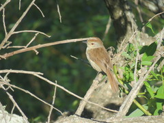 Thamnophilus ruficapillus