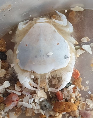 Thumbnail Crab, Jersey, photo 5 of 10