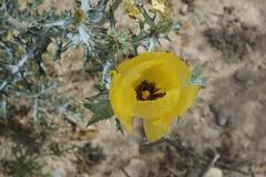 Argemone aenea