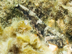 Bathygobius krefftii