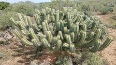 Myrtillocactus cochal