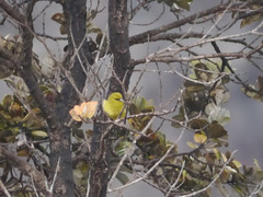 Chlorodrepanis virens