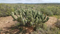 Myrtillocactus cochal