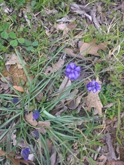 Muscari