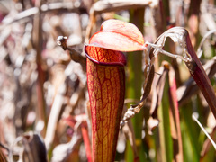 Sarracenia jonesii